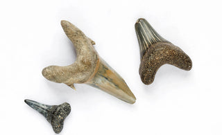 This guide to shark tooth identification has tips to help. 