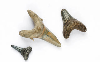This guide to shark tooth identification has tips to help. 