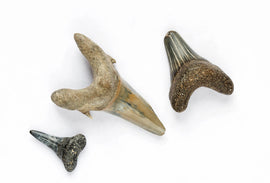 This guide to shark tooth identification has tips to help. 