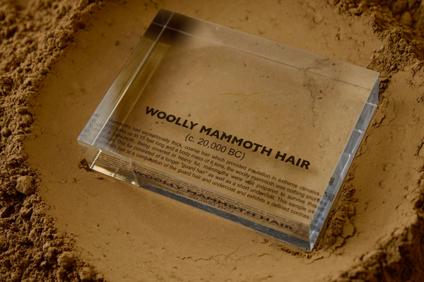 Close-up of a fragment of mammoth hair embedded in clear acrylic. The hair is coarse and dark, with visible texture and fibers, offering a glimpse into the ancient past of this prehistoric animal.