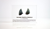 Close-up of several shark tooth fossils embedded in clear acrylic. The teeth vary in size and shape, showcasing their distinct serrated edges and fossilized details, which provide a glimpse into ancient marine life.