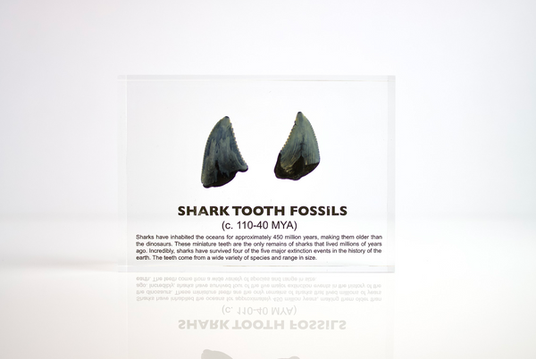 Close-up of several shark tooth fossils embedded in clear acrylic. The teeth vary in size and shape, showcasing their distinct serrated edges and fossilized details, which provide a glimpse into ancient marine life.