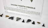 Close-up of several shark tooth fossils embedded in clear acrylic. The teeth vary in size and shape, showcasing their distinct serrated edges and fossilized details, which provide a glimpse into ancient marine life.