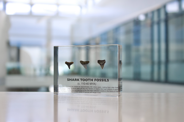 Close-up of several shark tooth fossils embedded in clear acrylic. The teeth vary in size and shape, showcasing their distinct serrated edges and fossilized details, which provide a glimpse into ancient marine life.