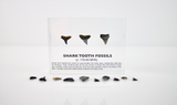 Close-up of several shark tooth fossils embedded in clear acrylic. The teeth vary in size and shape, showcasing their distinct serrated edges and fossilized details, which provide a glimpse into ancient marine life.