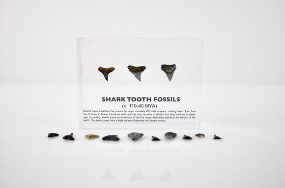 Close-up of several shark tooth fossils embedded in clear acrylic. The teeth vary in size and shape, showcasing their distinct serrated edges and fossilized details, which provide a glimpse into ancient marine life.