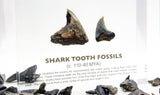 Close-up of several shark tooth fossils embedded in clear acrylic. The teeth vary in size and shape, showcasing their distinct serrated edges and fossilized details, which provide a glimpse into ancient marine life.