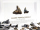 Close-up of several shark tooth fossils embedded in clear acrylic. The teeth vary in size and shape, showcasing their distinct serrated edges and fossilized details, which provide a glimpse into ancient marine life.