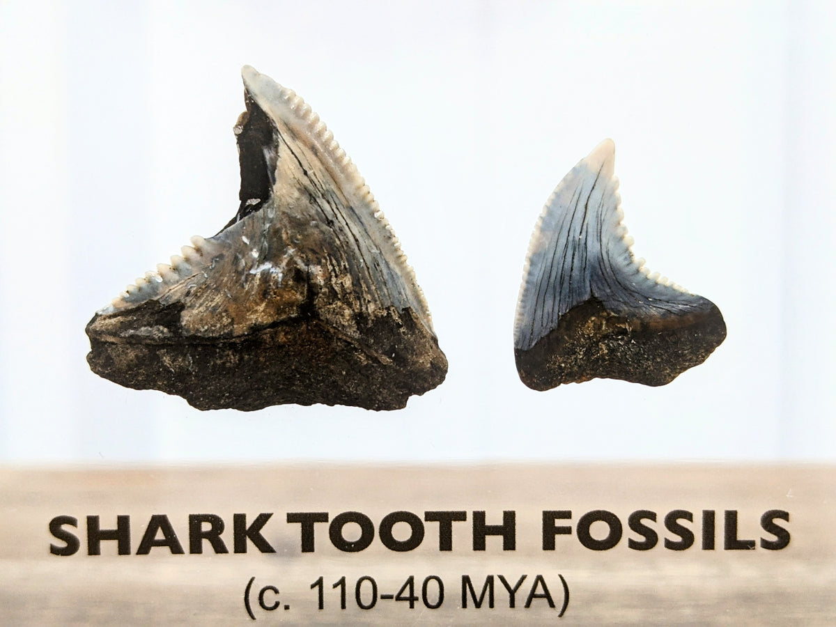 Shark Tooth Fossils – Engineered Labs